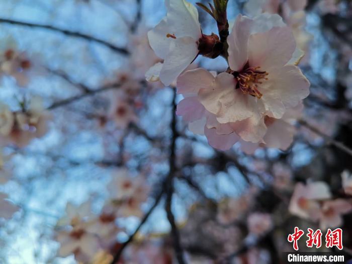 图为林芝盛开的桃花,2019年3月29日,林芝第十七届桃花旅游文化节在巴宜区开幕(资料图)。 张伟 摄 图为林芝盛开的桃花,2019年3月29日,林芝第十七届桃花旅游文化节在巴宜区开幕(资料图)。 张伟 摄